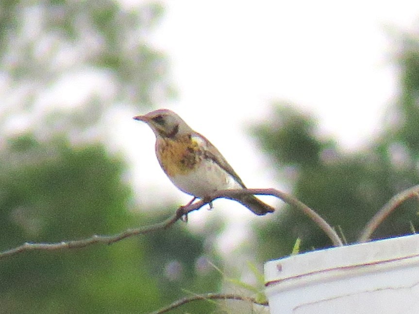 Fieldfare - ML645834696