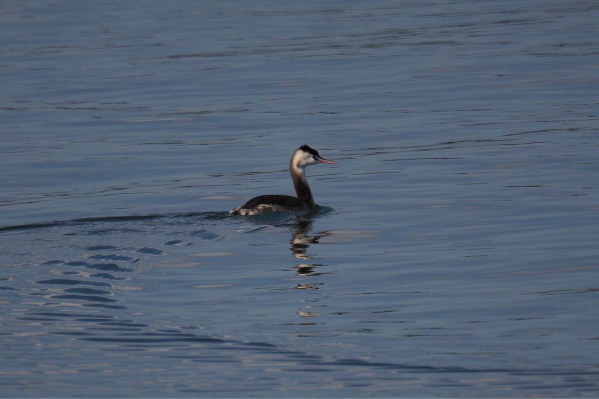 toppdykker - ML645834702