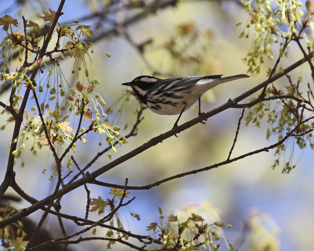 Black-throated Gray Warbler - ML645834715