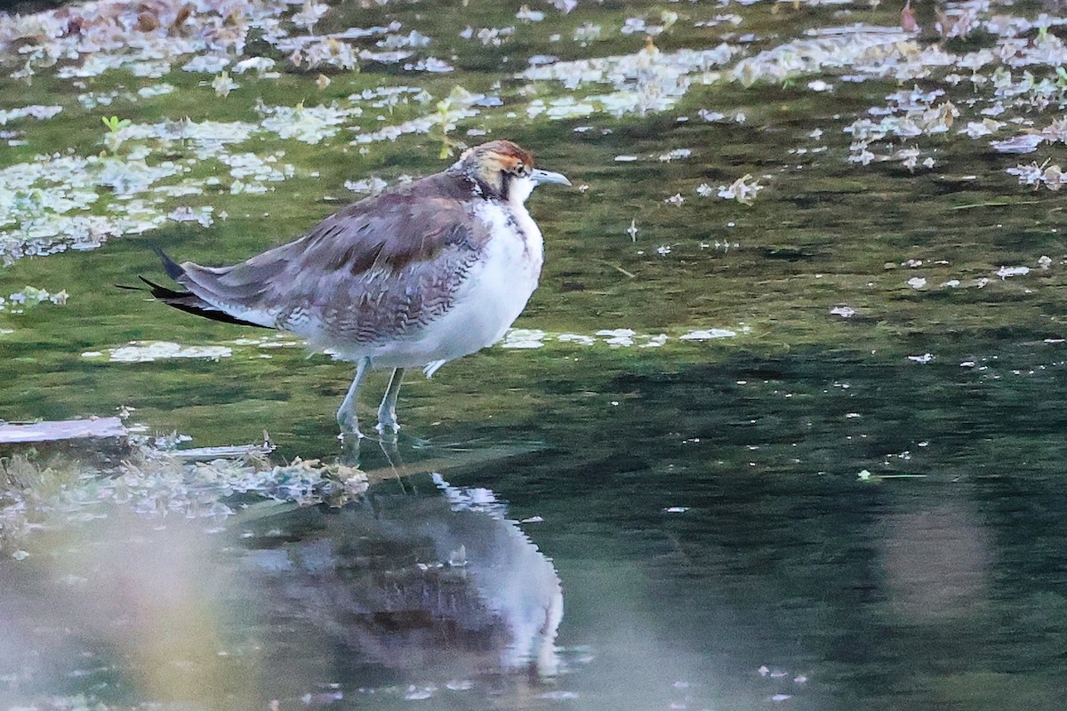 Фазанохвостая якана - ML645834720