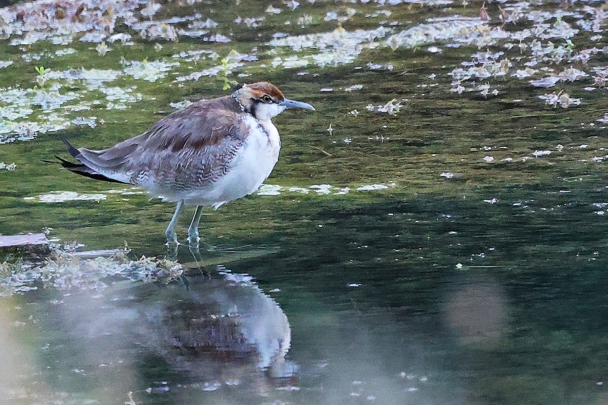 Фазанохвостая якана - ML645834721