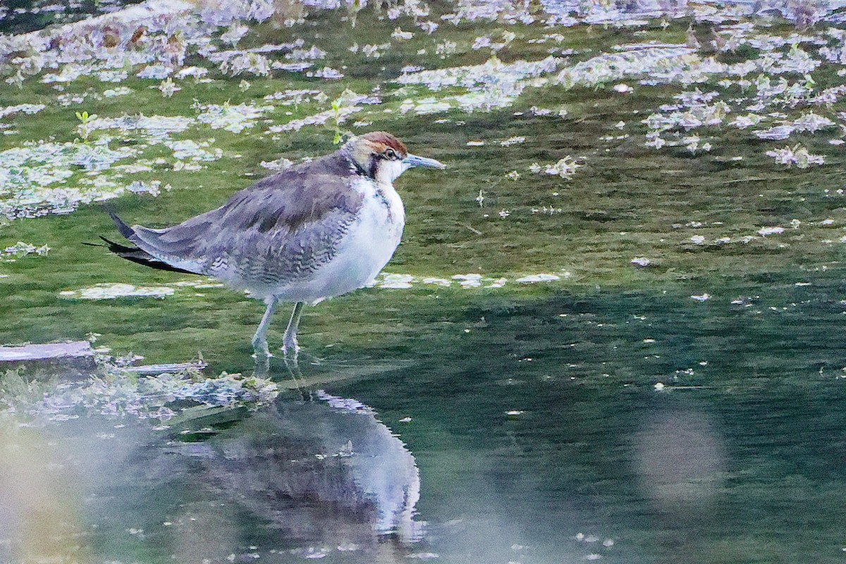 Фазанохвостая якана - ML645834722