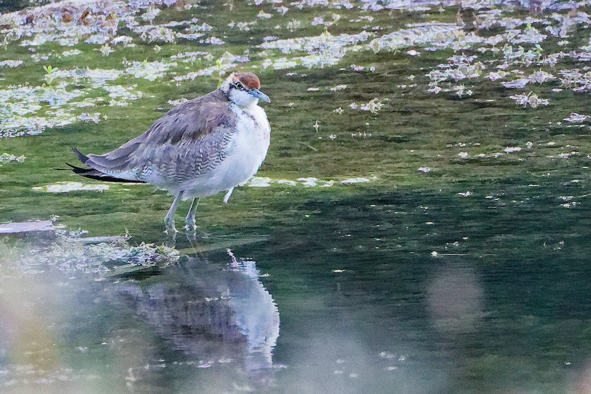 Фазанохвостая якана - ML645834723