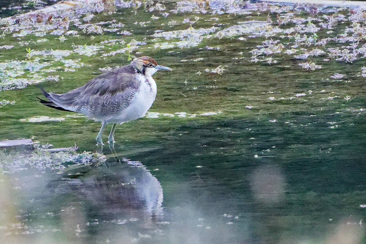 Фазанохвостая якана - ML645834724