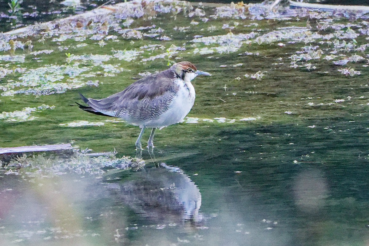 Фазанохвостая якана - ML645834725