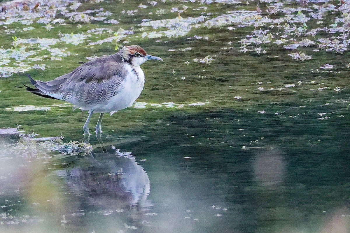 Фазанохвостая якана - ML645834726