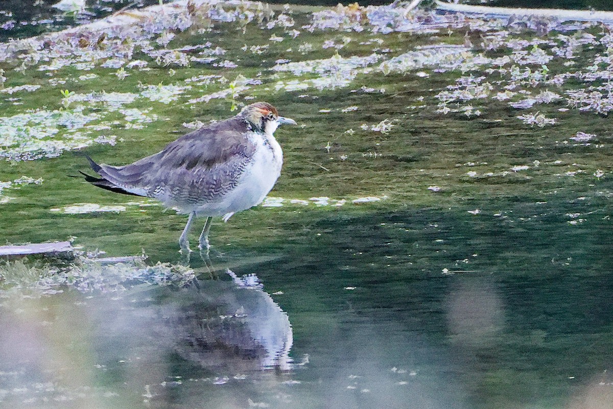 Фазанохвостая якана - ML645834727