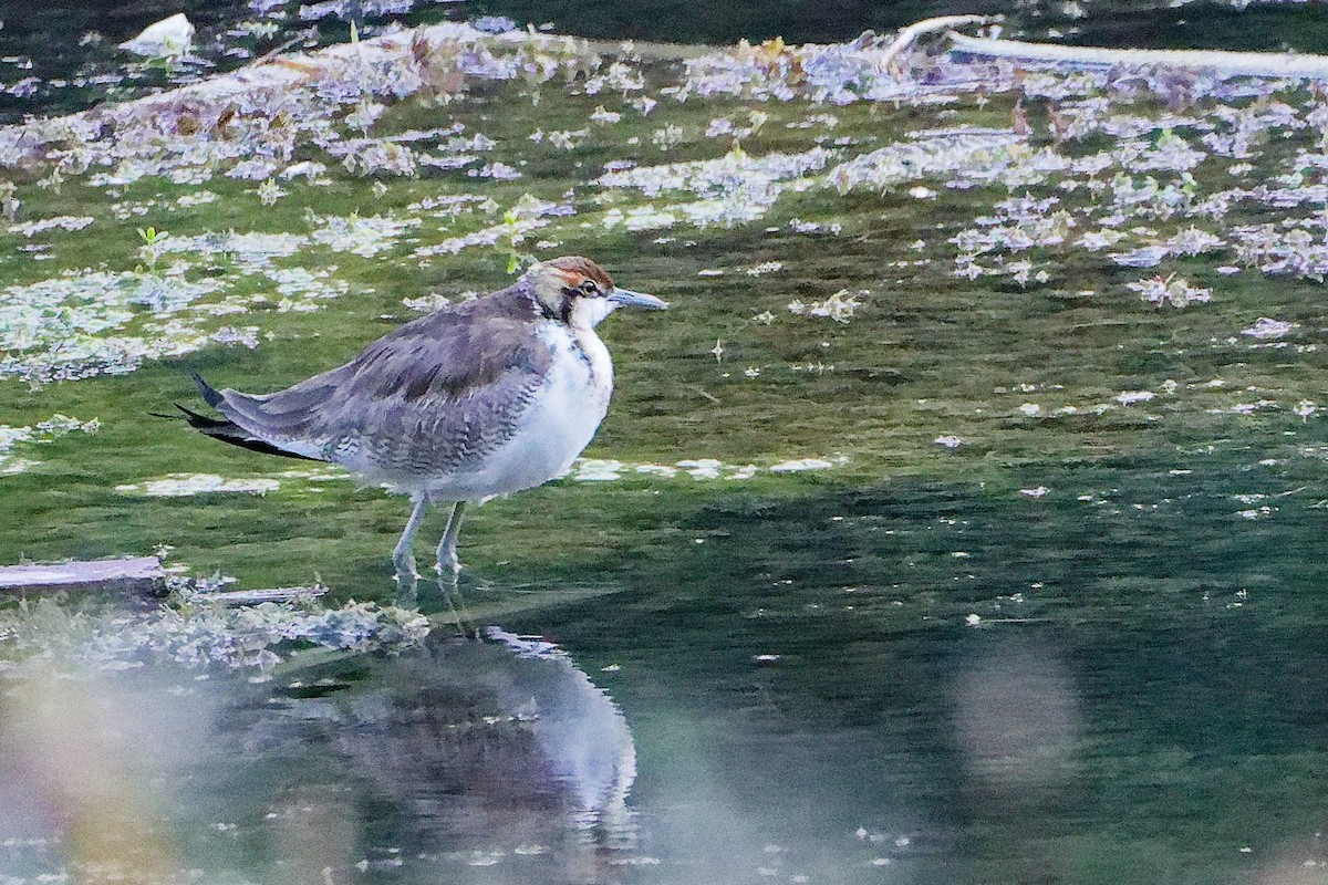 Фазанохвостая якана - ML645834729