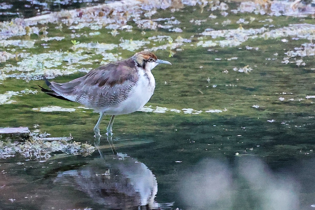 Фазанохвостая якана - ML645834731