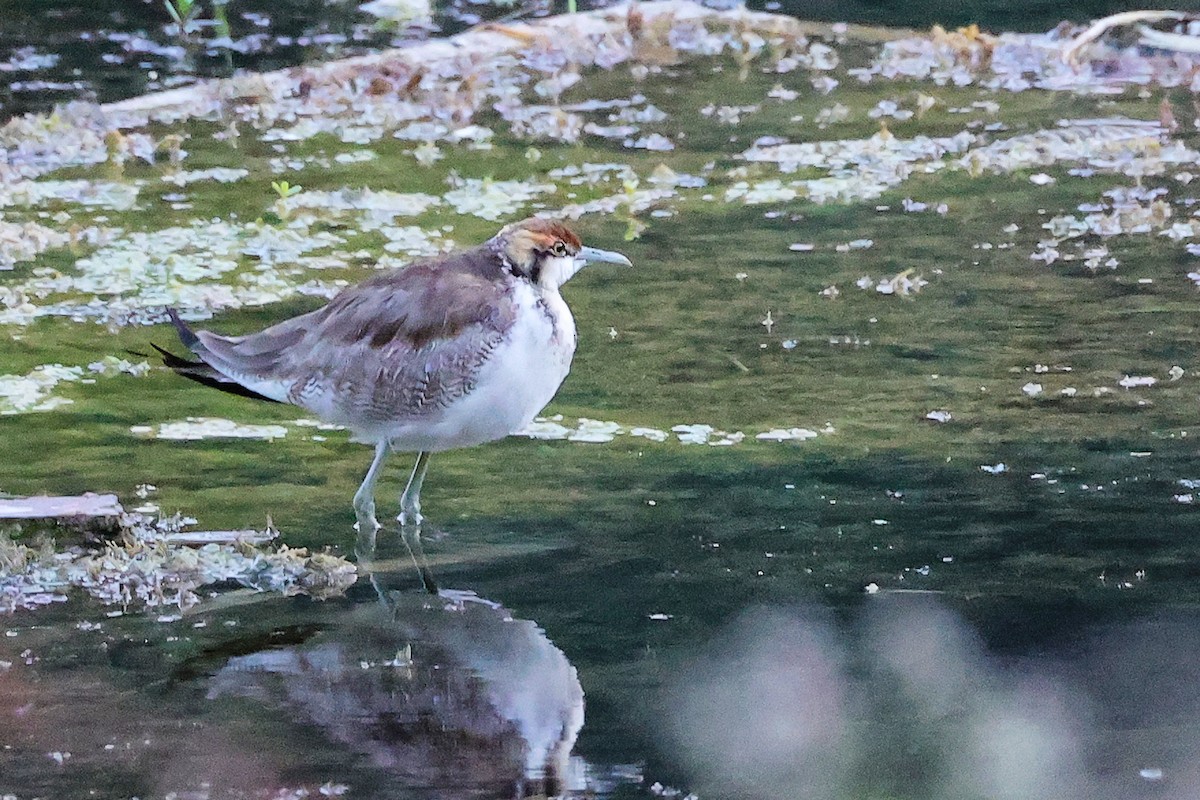 Фазанохвостая якана - ML645834732