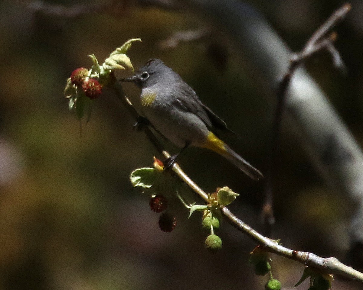 Virginia's Warbler - ML645834747
