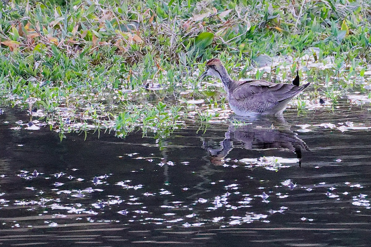 Фазанохвостая якана - ML645834753