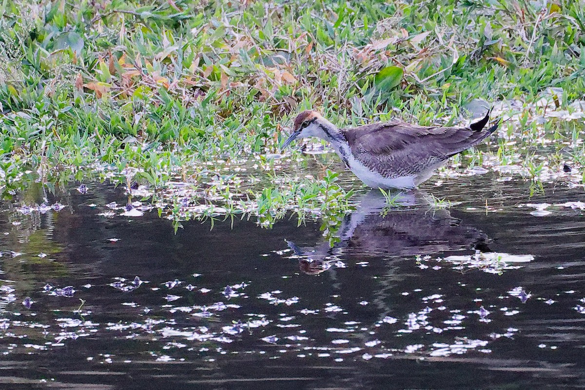 Фазанохвостая якана - ML645834755