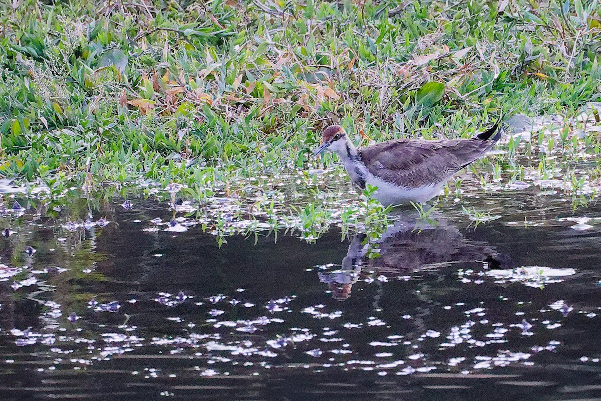 Фазанохвостая якана - ML645834756