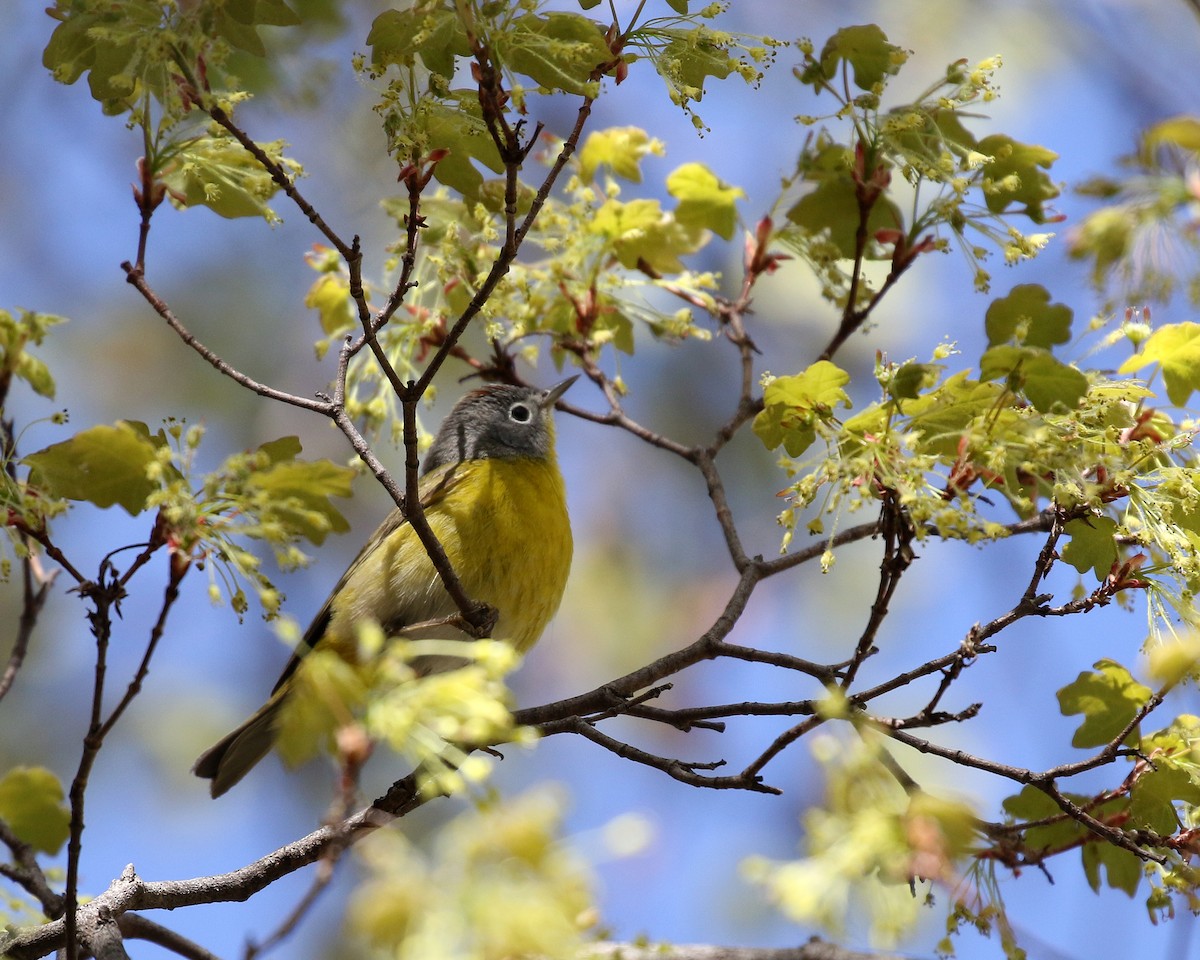 Nashville Warbler - ML645834769