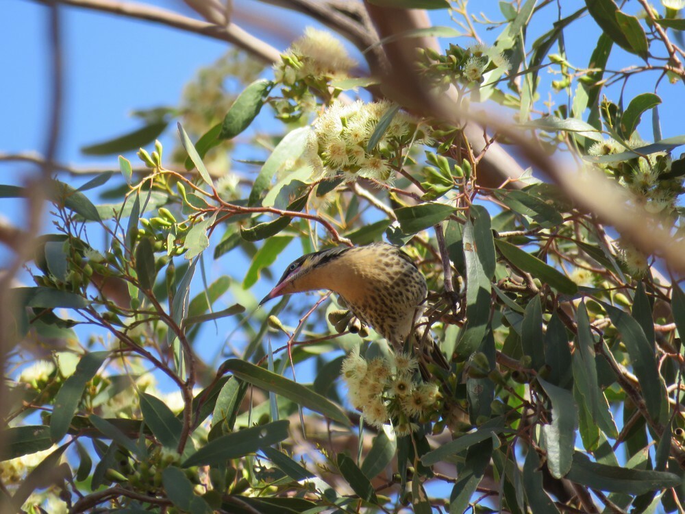 Diken Yanaklı Balkuşu - ML645834772
