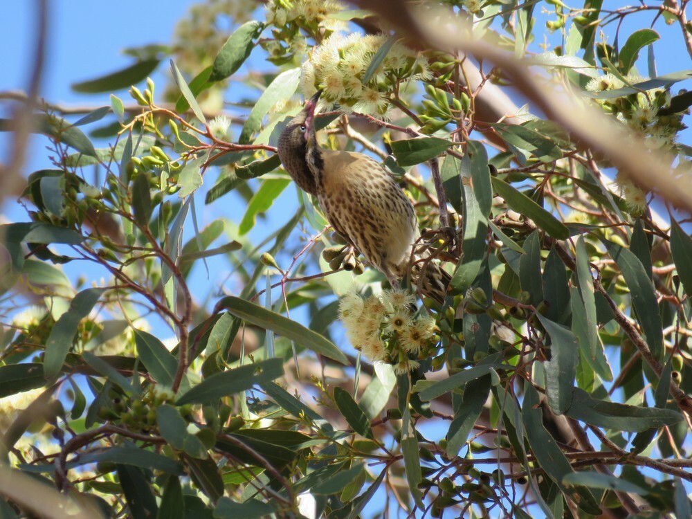 Diken Yanaklı Balkuşu - ML645834773