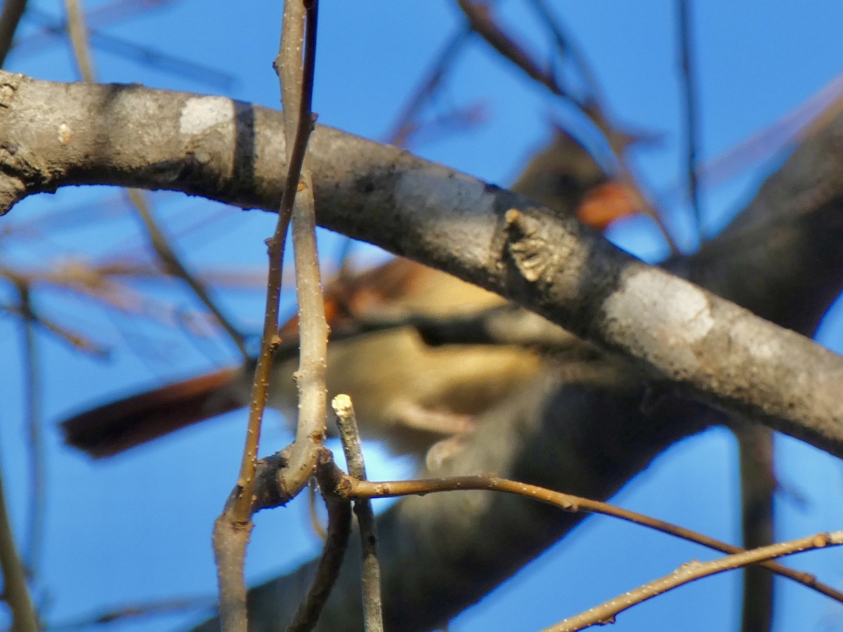 Kardinal arrunta - ML645834788