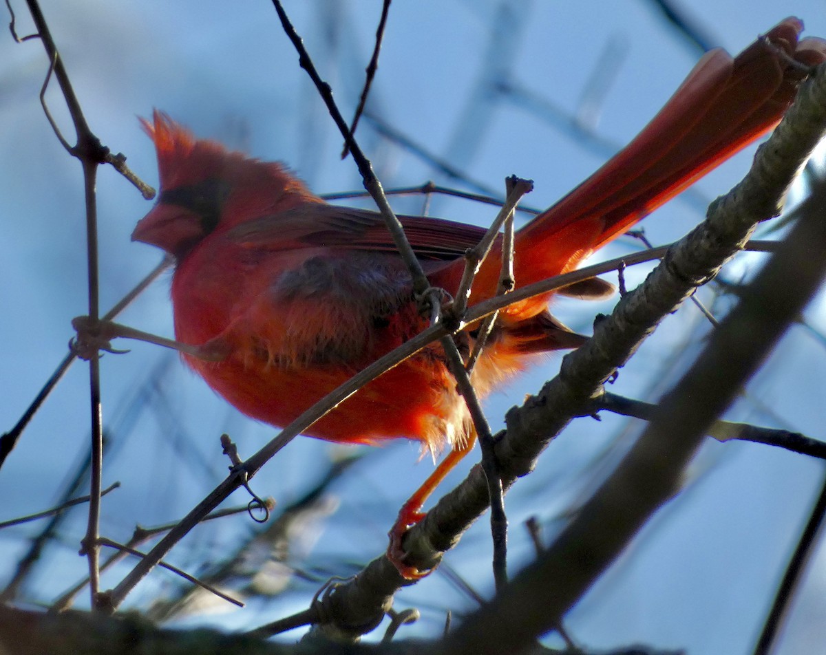 Kardinal arrunta - ML645834789