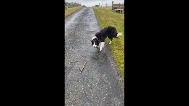 Animals - ML645834811