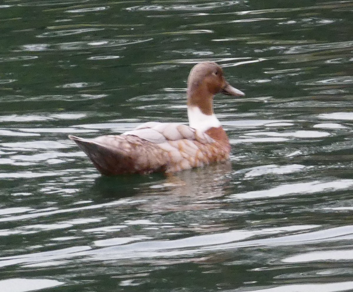 Mallard - ML645834853