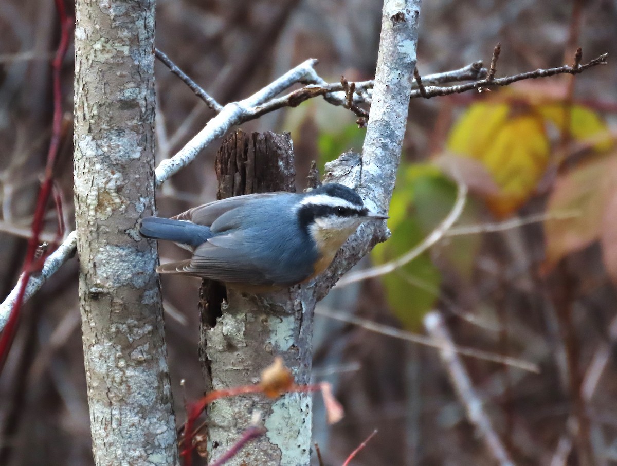 Red-breasted Nuthatch - ML645834862