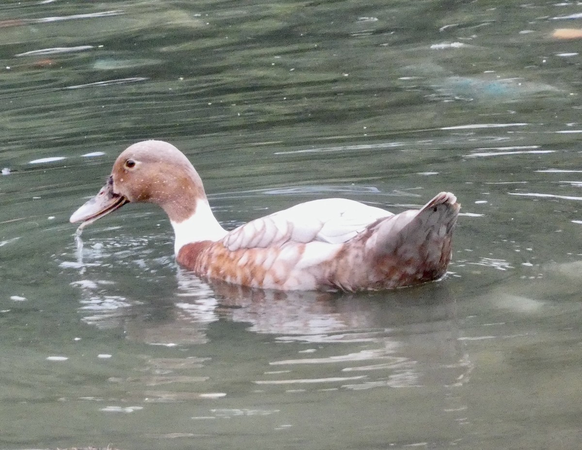 Mallard - ML645834863