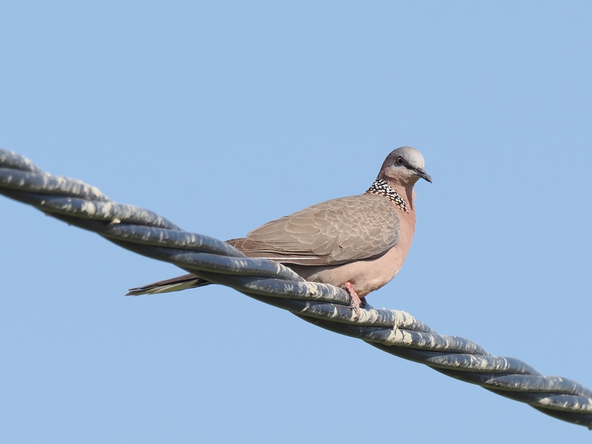 hrdlička kropenatá - ML645834886