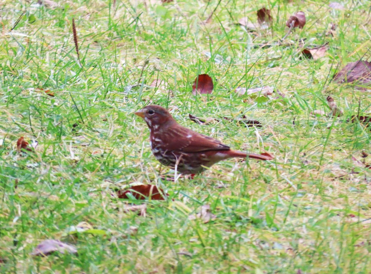 Passerella variabile - ML645834895