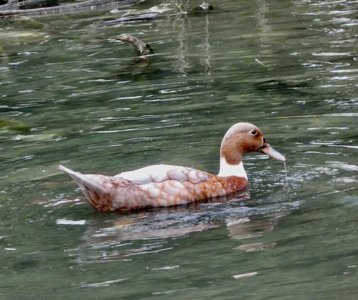 Mallard - ML645834897