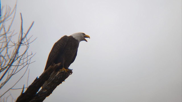 Bald Eagle - ML645834917