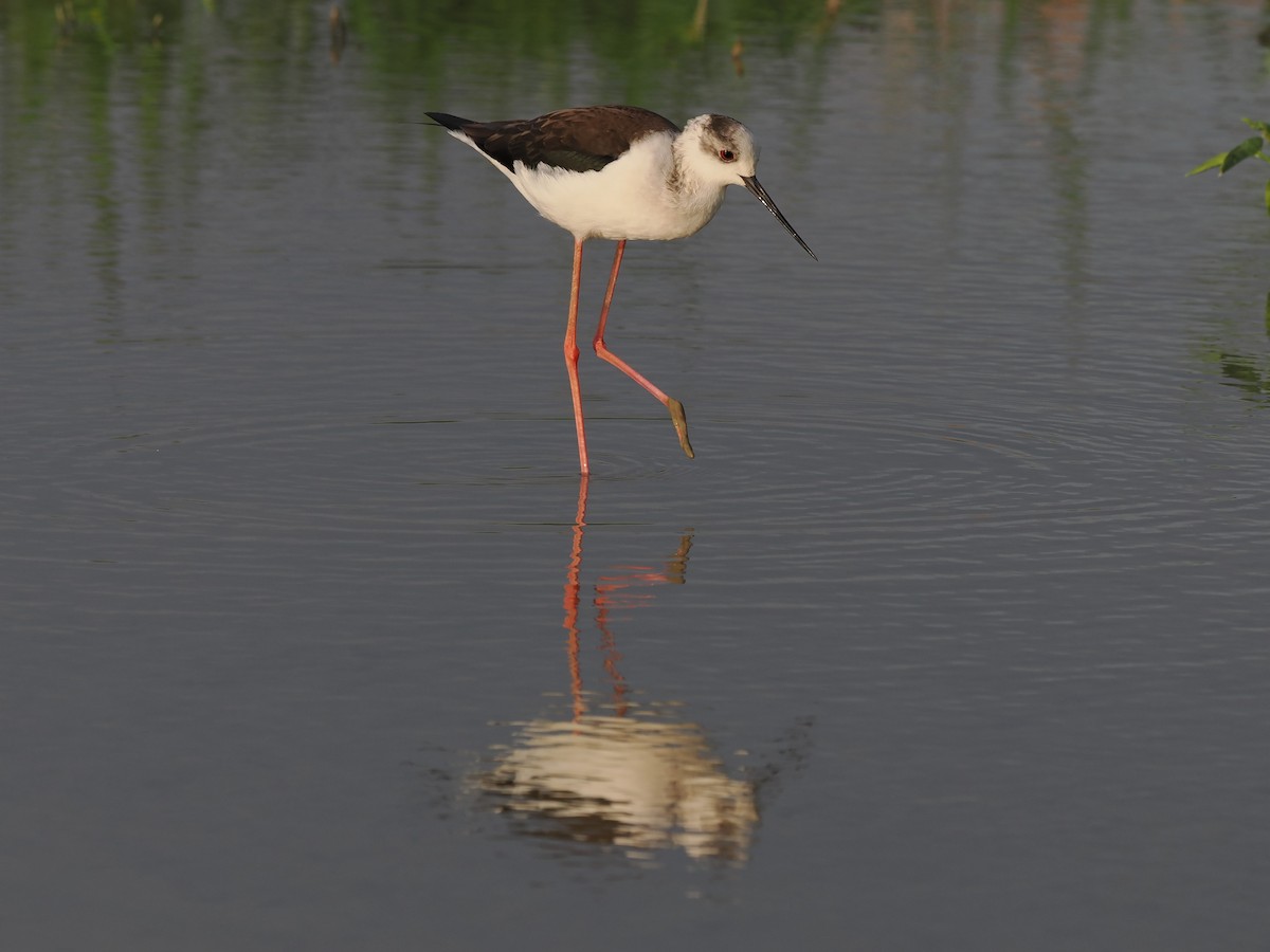 pisila čáponohá - ML645834922