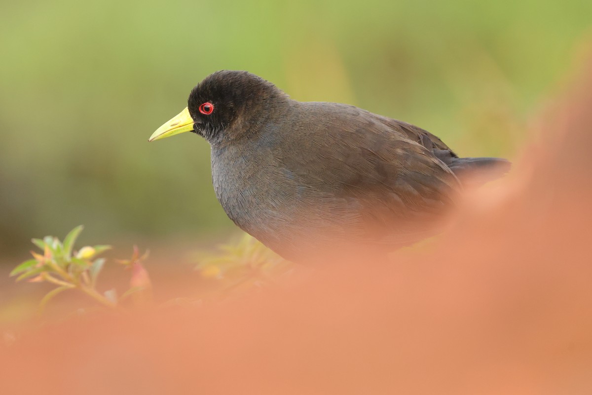Black Crake - ML645834924
