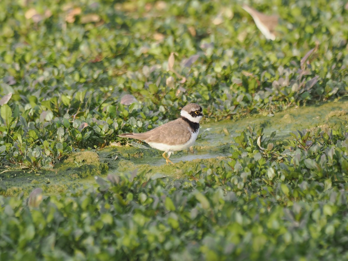 kulík říční - ML645834930