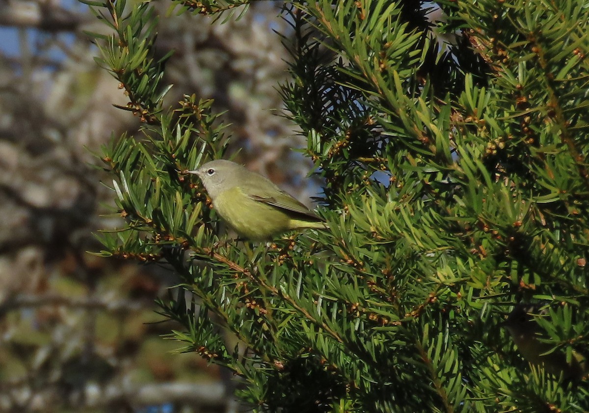 Orange-crowned Warbler - ML645834935