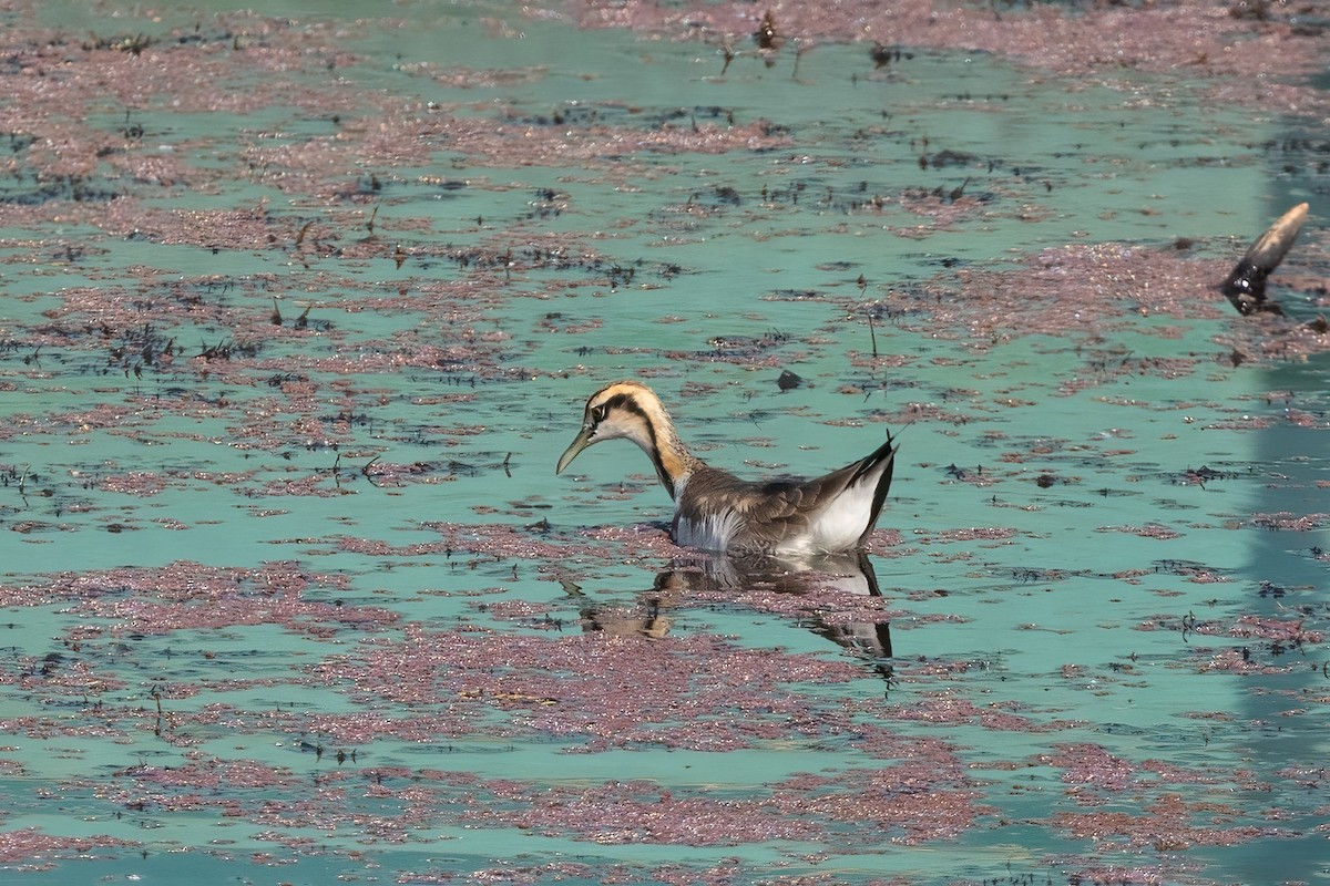Pheasant-tailed Jacana - ML645834939