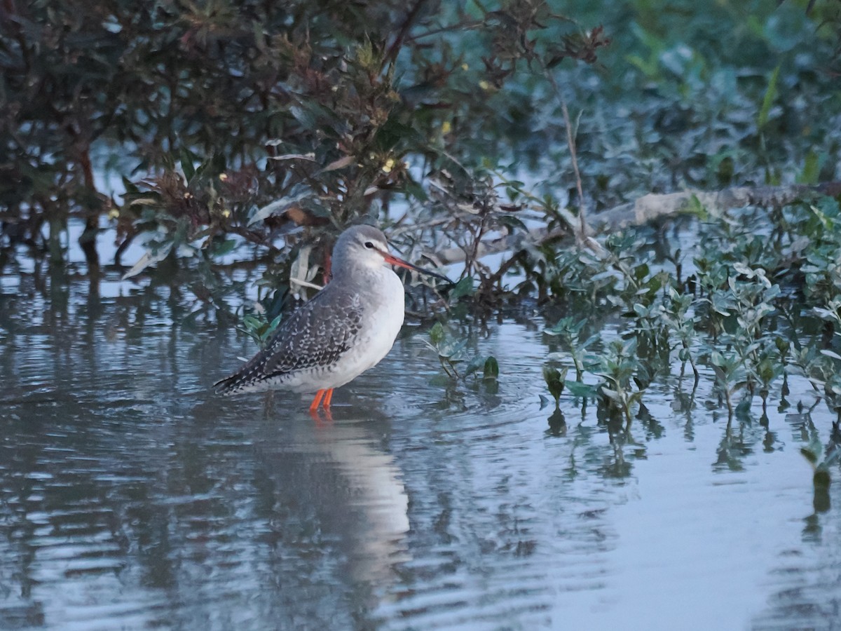 vodouš tmavý - ML645834940