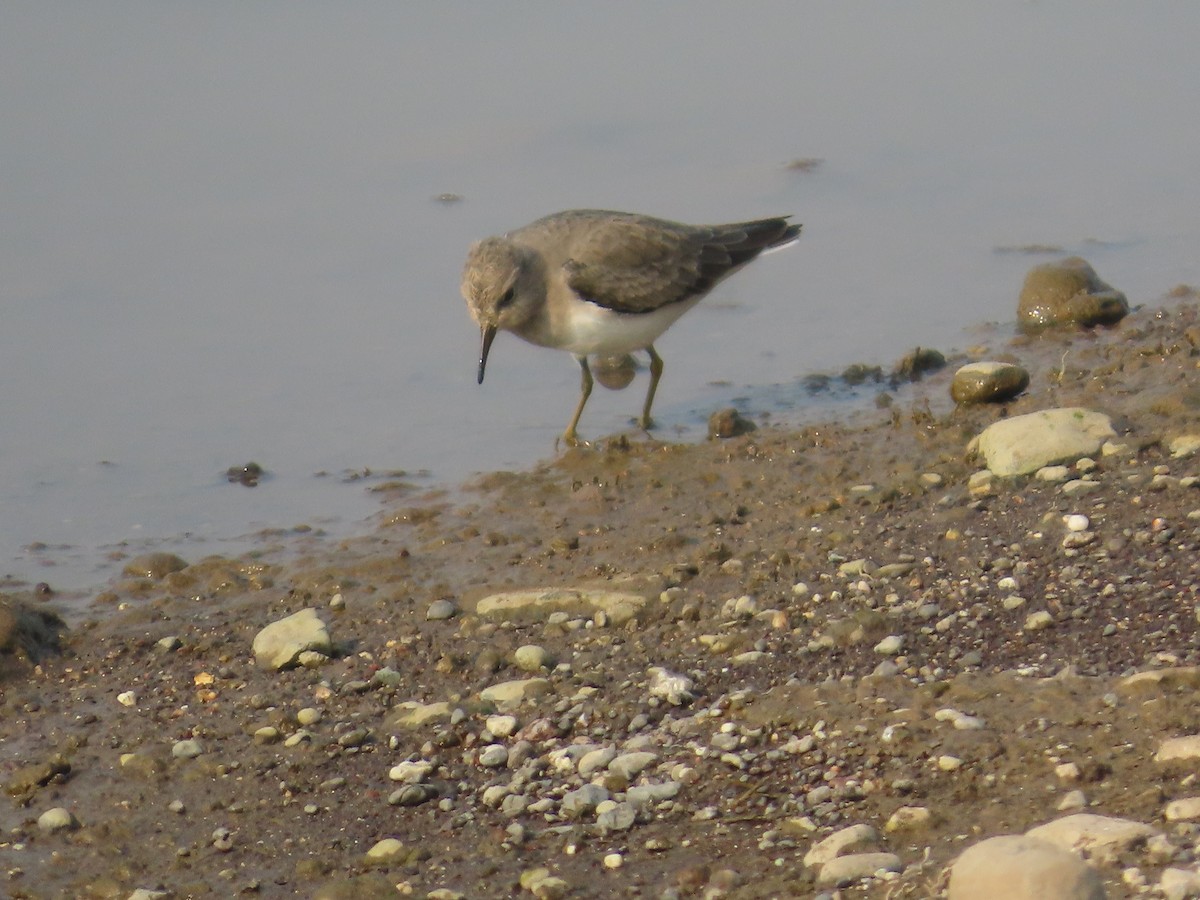 Temminck's Stint - ML645834941