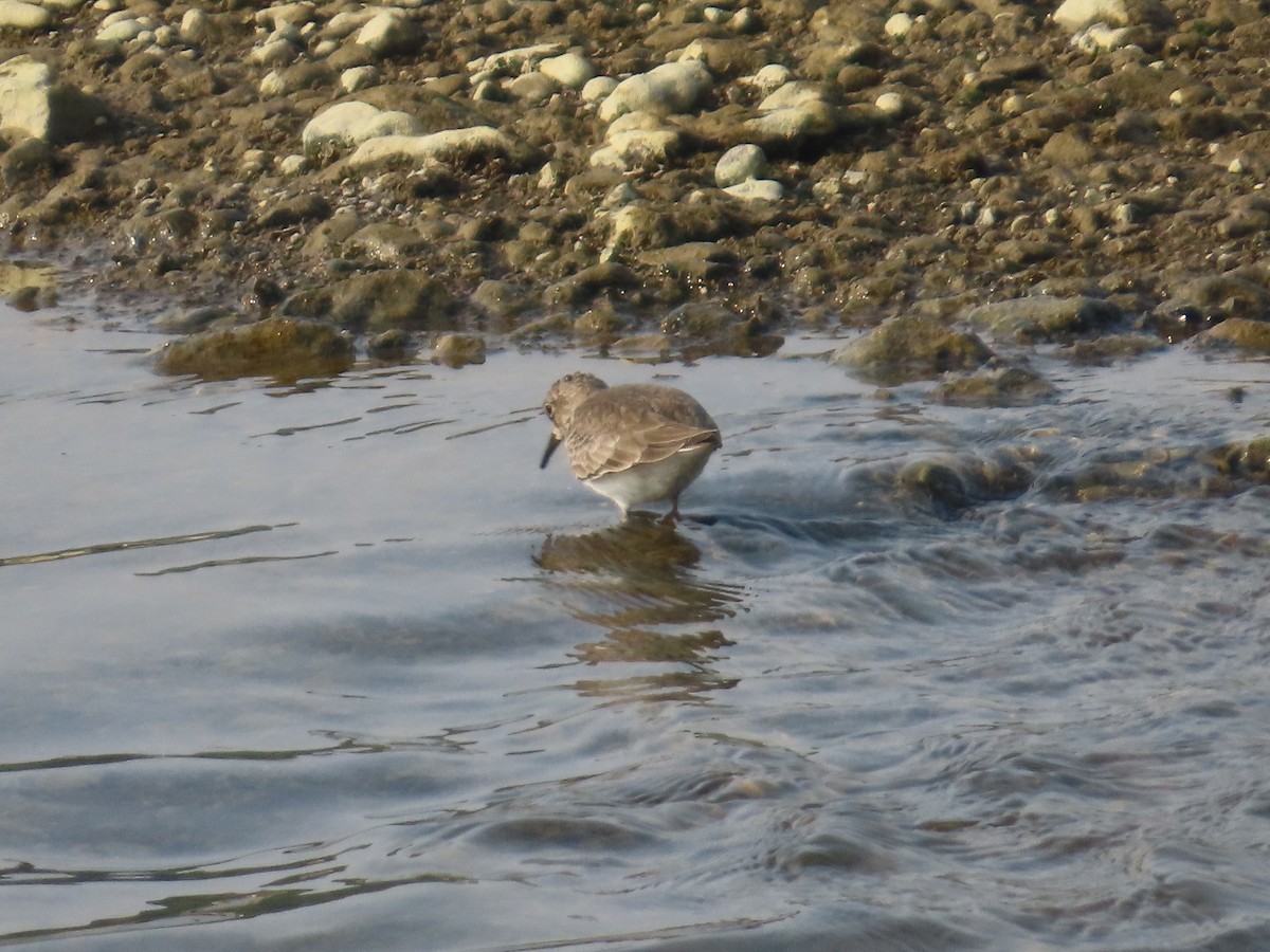 Temminck's Stint - ML645834942