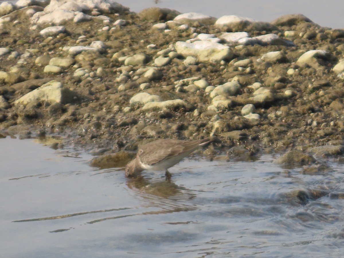 Temminck's Stint - ML645834943