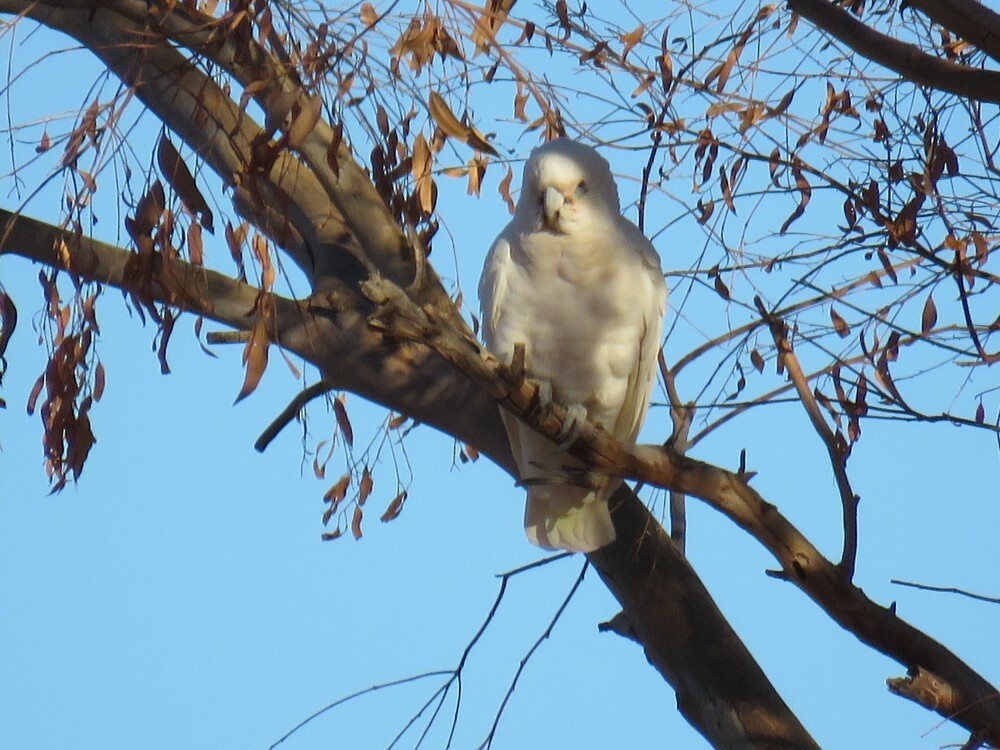 Little Corella - ML645834945