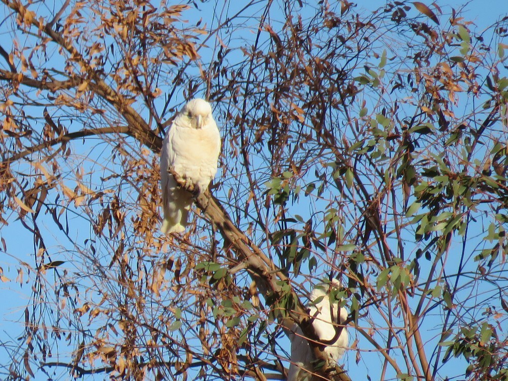 Little Corella - ML645834946