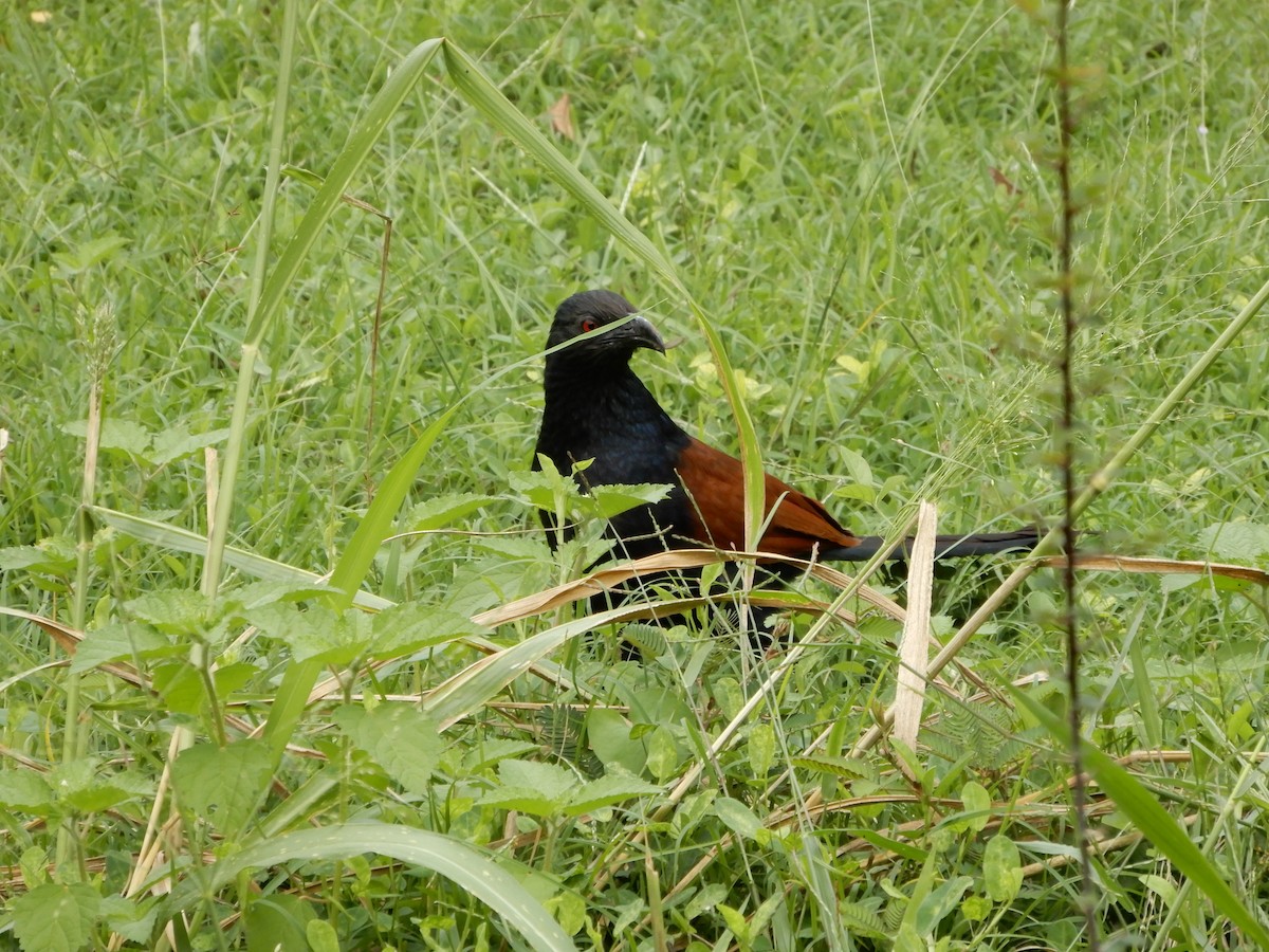 Greater Coucal - ML645834947