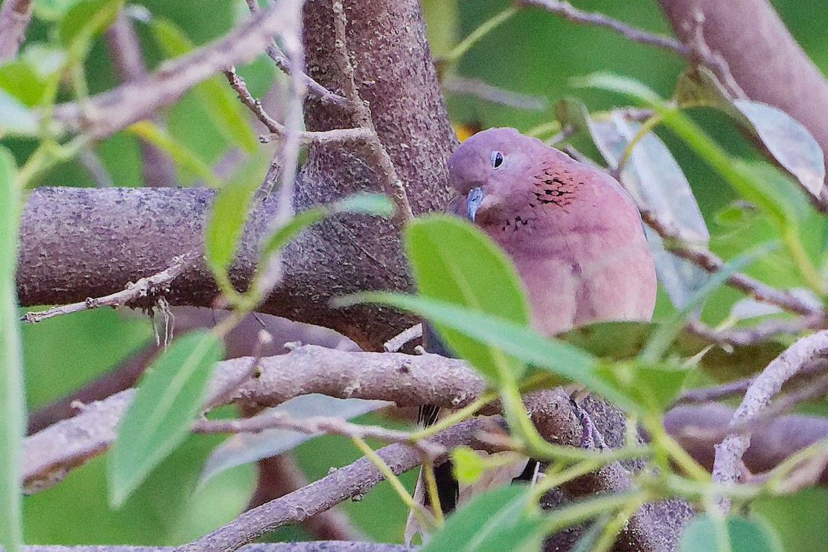 Laughing Dove - ML645834949