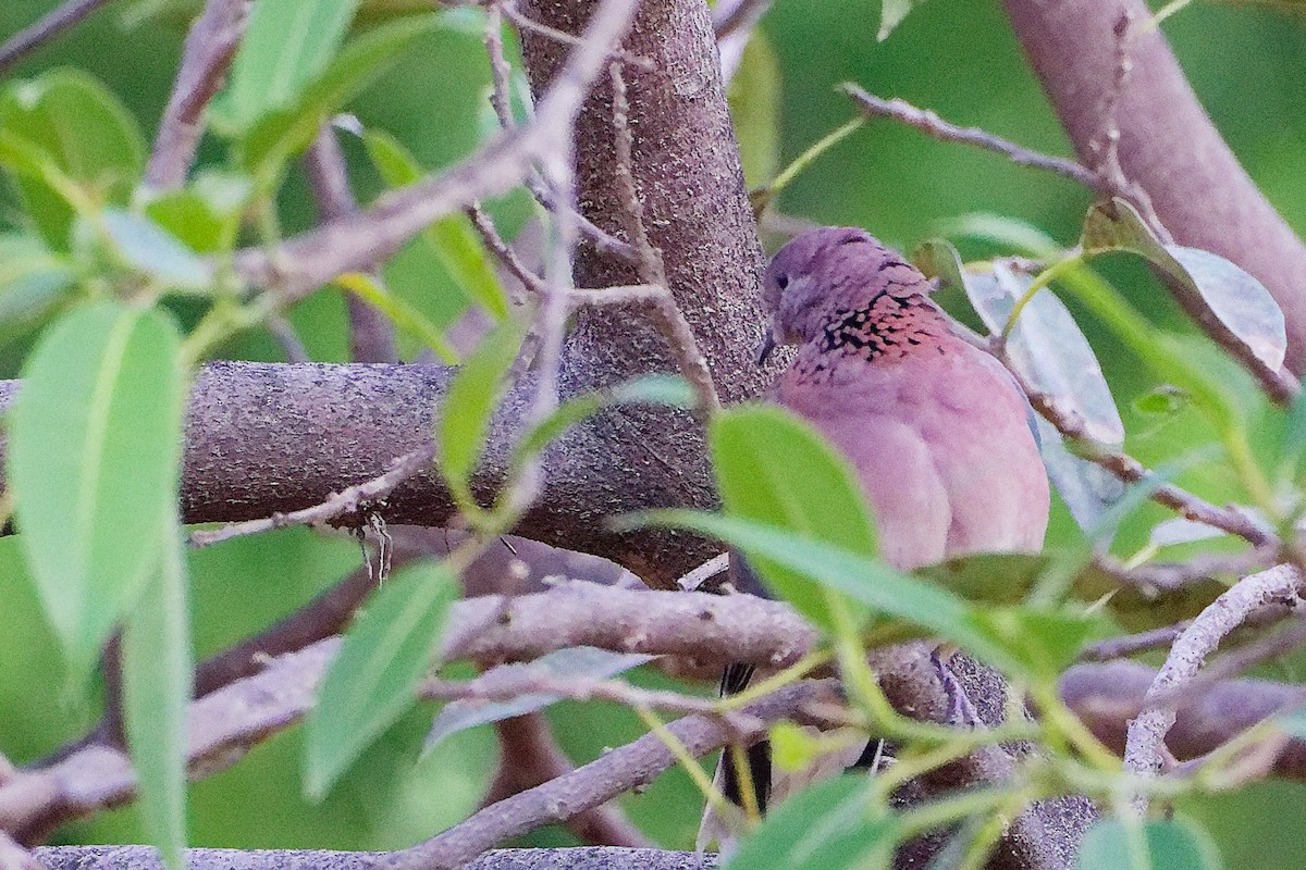 Laughing Dove - ML645834950
