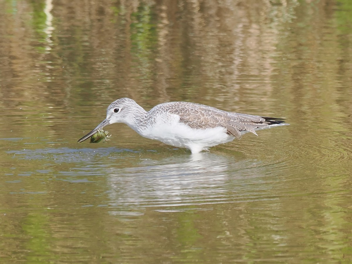 Common Greenshank - ML645834951