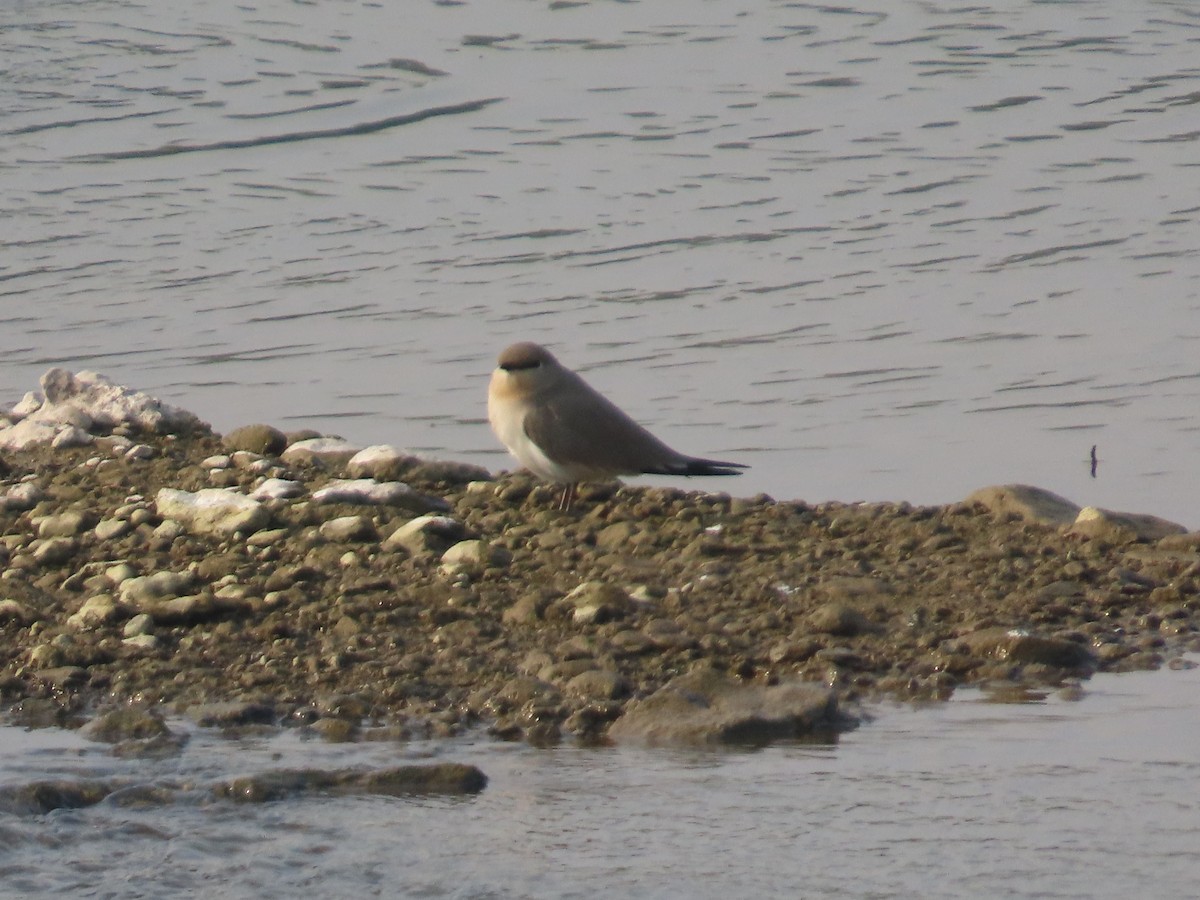 Small Pratincole - ML645834952