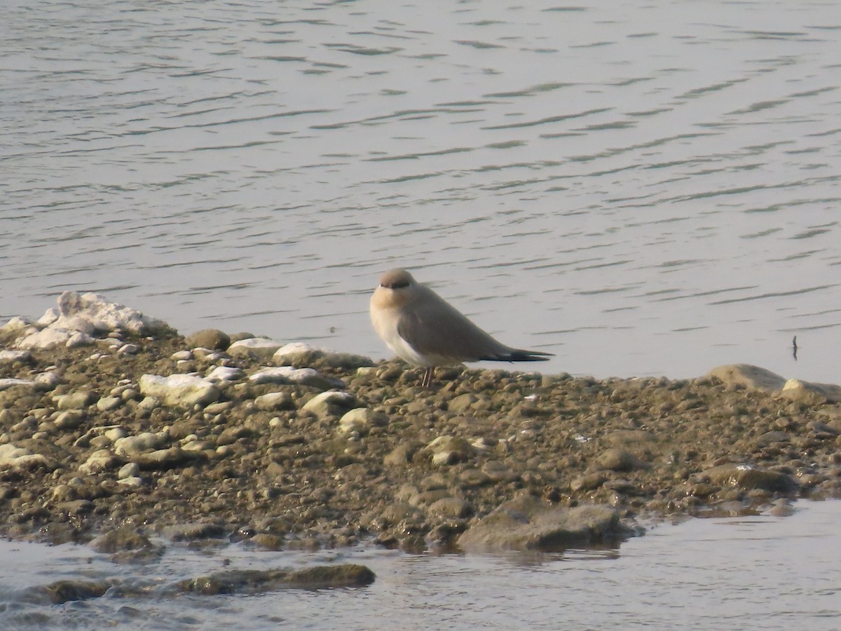 Small Pratincole - ML645834953