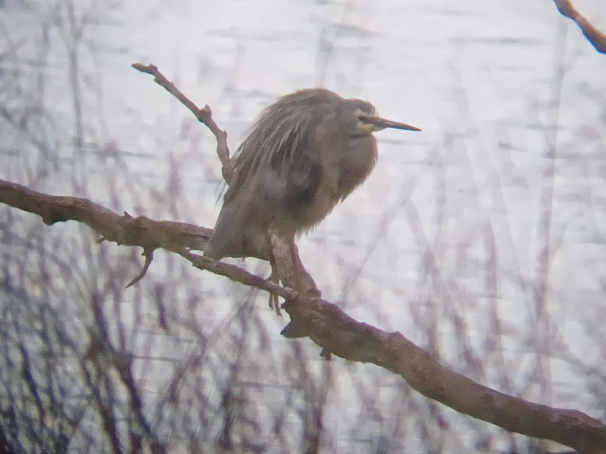 White-faced Heron - ML645834954