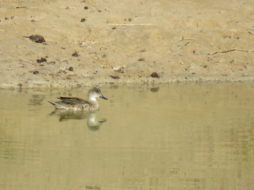 Gray Teal - ML645834955